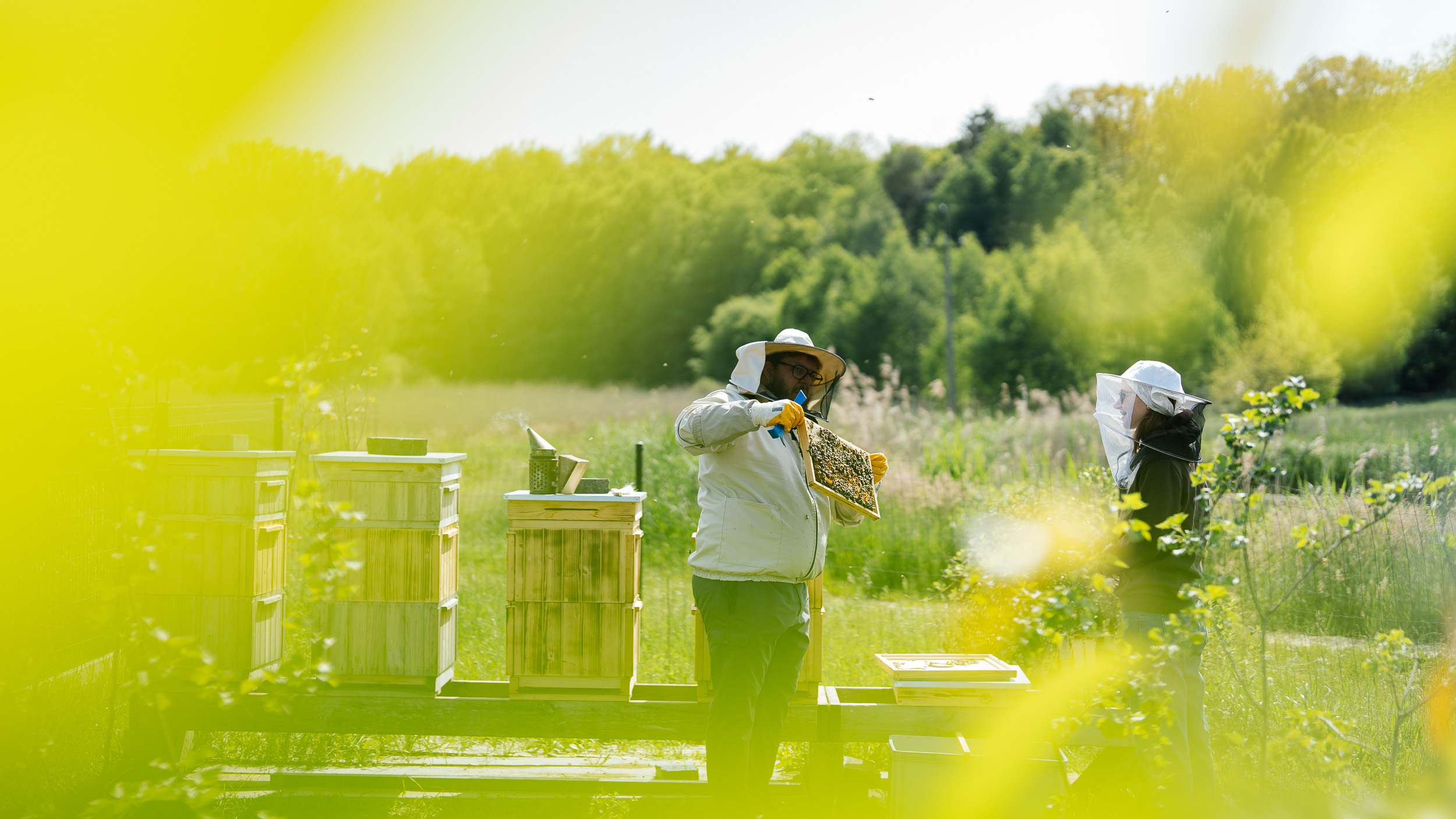 Miodobranie w Palowicach – reportaż zdjęciowy.